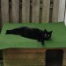 Female Black cat “Kitty” lost in Waterford