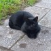 One eyed black male cat