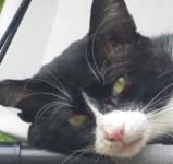 Male tuxedo cat, lost in Macroom