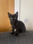 Black Cat Lost Ballygarvan
