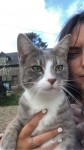 Male grey cat lost in myrtleville