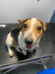 Male Jack Russell