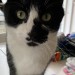 Male black and white cat “Milo” lost in Shanakiel Cork