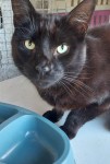 Black nutered male Cat found in Tipperary