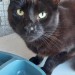 Black nutered male Cat found in Tipperary