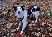 Male Border Collie lost in Currabinny Woods