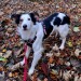 Male Border Collie lost in Currabinny Woods