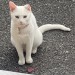 Female Pure White Cat with CAULIFLOWER EAR lost in Glasheen