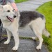 Missing dog Kiskeam, Co.Cork