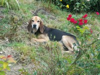 Male  Harrer/Foxhound X lost in Ballinascarthy/Clonakilty but could be further away