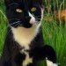 Female Black and White Lost Cat in Rosscarbery