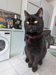 Lost Male Black Cat