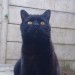Male black half British shorthair cat lost in Cork