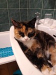 Lost cat from Ballincollig