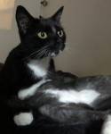 Missing tuxedo cat from Gerald Griffin street