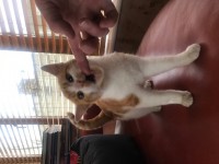 Marmalade female kitten found in Conna