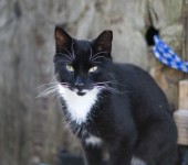 Young tuxedo black cat