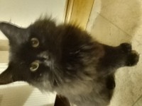 Black cat found – Frankfield