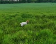 Jack Russell missing from Midleton Area