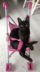 Lost black cat whose name is Loki