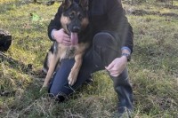 Lost female German shepherd 1 year old ‘Skye’ from Waterford, Dungarvan area