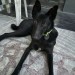 Black male indie dog with green collar lost in malviya nagar jaipur rajasthan india