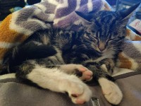 Young female tabby (brown/grey/white) found in Donoughmore