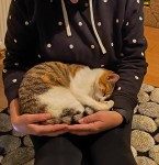 Found cat – Hollyhill, Cork