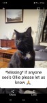 Lost Ollie Cat