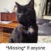 Lost Ollie Cat