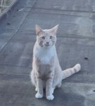 Male Cat lost in Mayfield area last seen around 8:30pm Monday night.