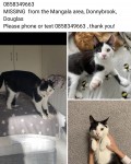 Lost Male cat black and white in Douglas,Cork