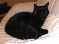 Black cat found on College Road, Cork