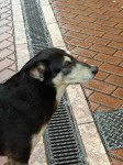 Found a black and cream –  white adult dog in Cork City Centre