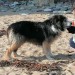 Lost Dog Seen on Ballybranagan Beach 20/04