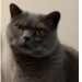 Grey British Shorthaired Cat Lost in Maulbaun Passage West