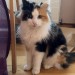 Female Calico Cat lost in Blarney