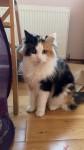 Female Calico Cat lost in Blarney