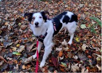 Male Tri-Colour Border Collie X lost in Garryduff/Rochestown