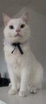 Male Pure White Cat lost at the Lough