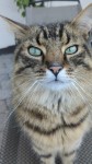 Tabby cat lost in Clonmel