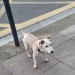 Small Brown & White Jack Russel/ Terrier Mix lost, Shandon Area