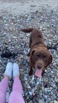 Chocolate brown lab lost in Ballygarvan area