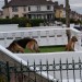 An older German Shepard and Border Terrier spotted in Gurranabraher, Cork