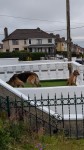 An older German Shepard and Border Terrier spotted in Gurranabraher, Cork