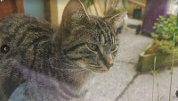 Tabby cat in Cobh