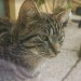 Tabby cat in Cobh