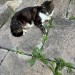 Abandoned cat in Youghal