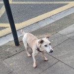 Small dog wandering Shandon Street