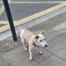Small dog wandering Shandon Street